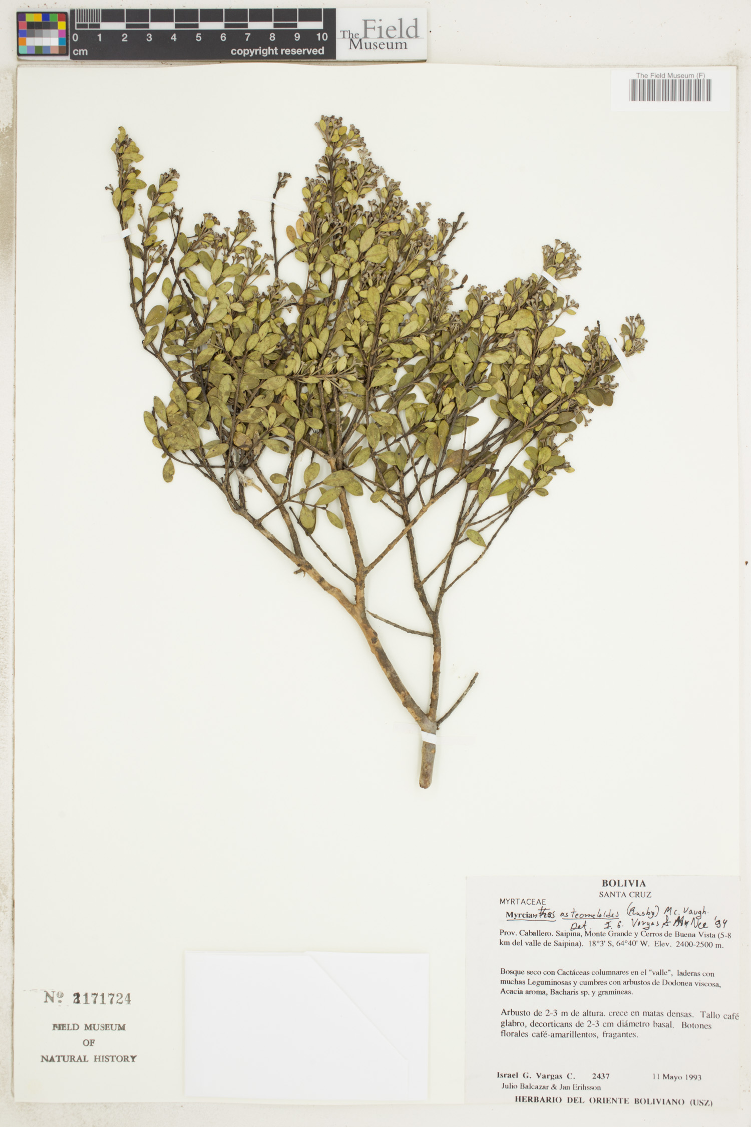 Myrcianthes osteomeloides image