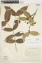 Plinia cordifolia image