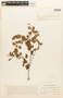 Cynometra bauhiniifolia image