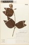 Bauhinia longifolia image