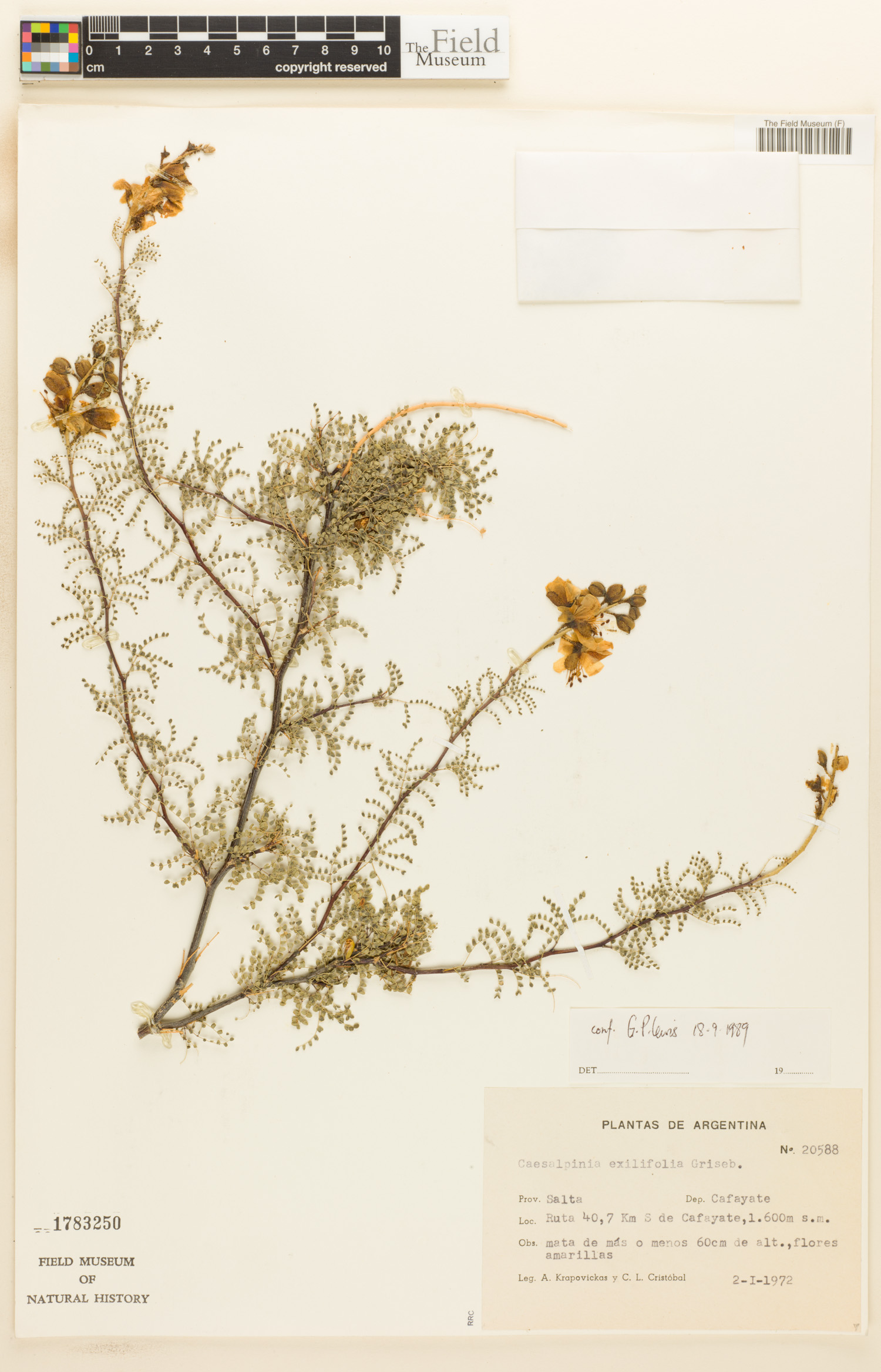 Caesalpinia exilifolia image