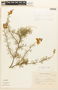 Caesalpinia exilifolia image