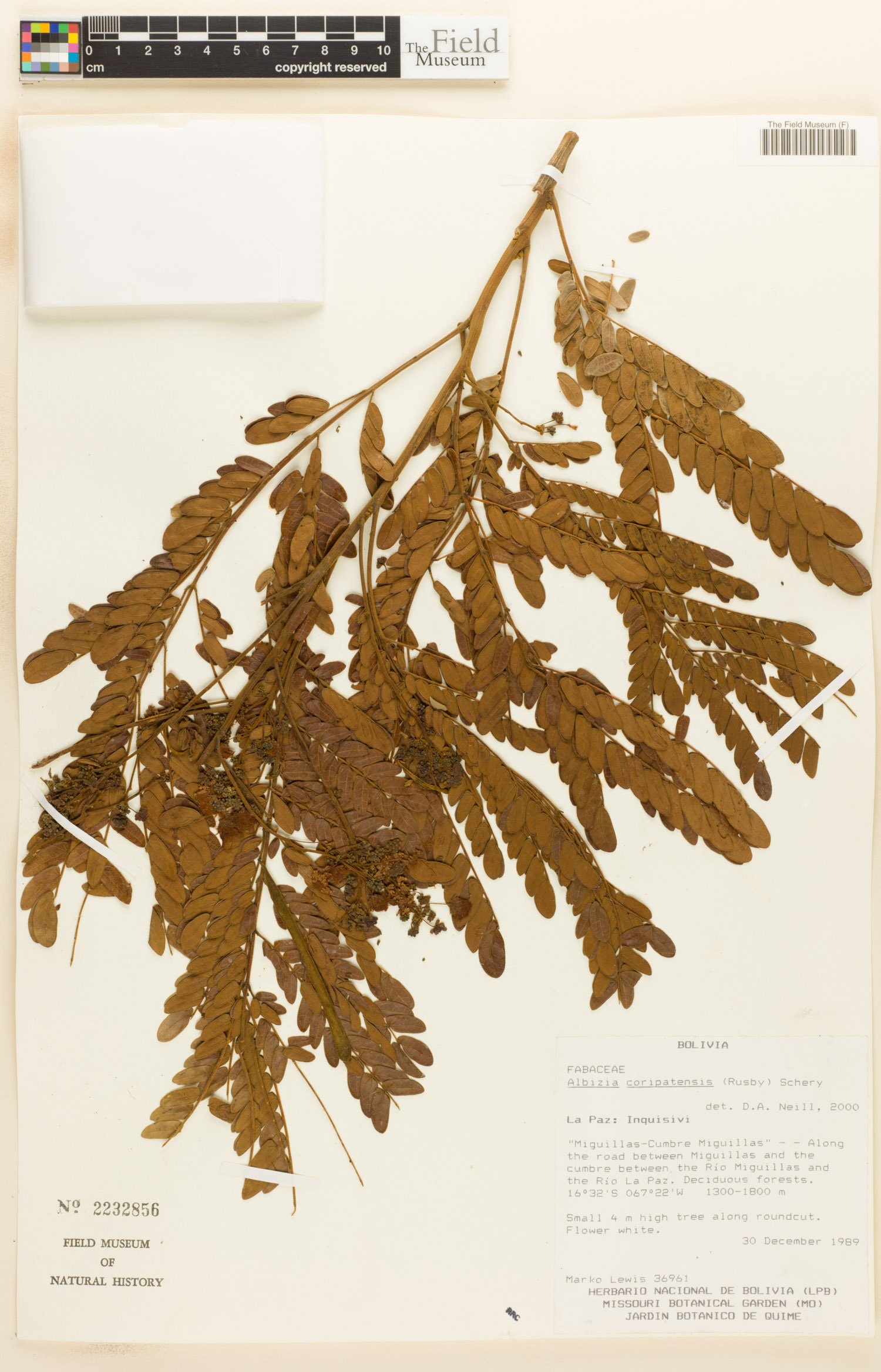 Albizia coripatensis image