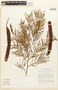 Anadenanthera macrocarpa image