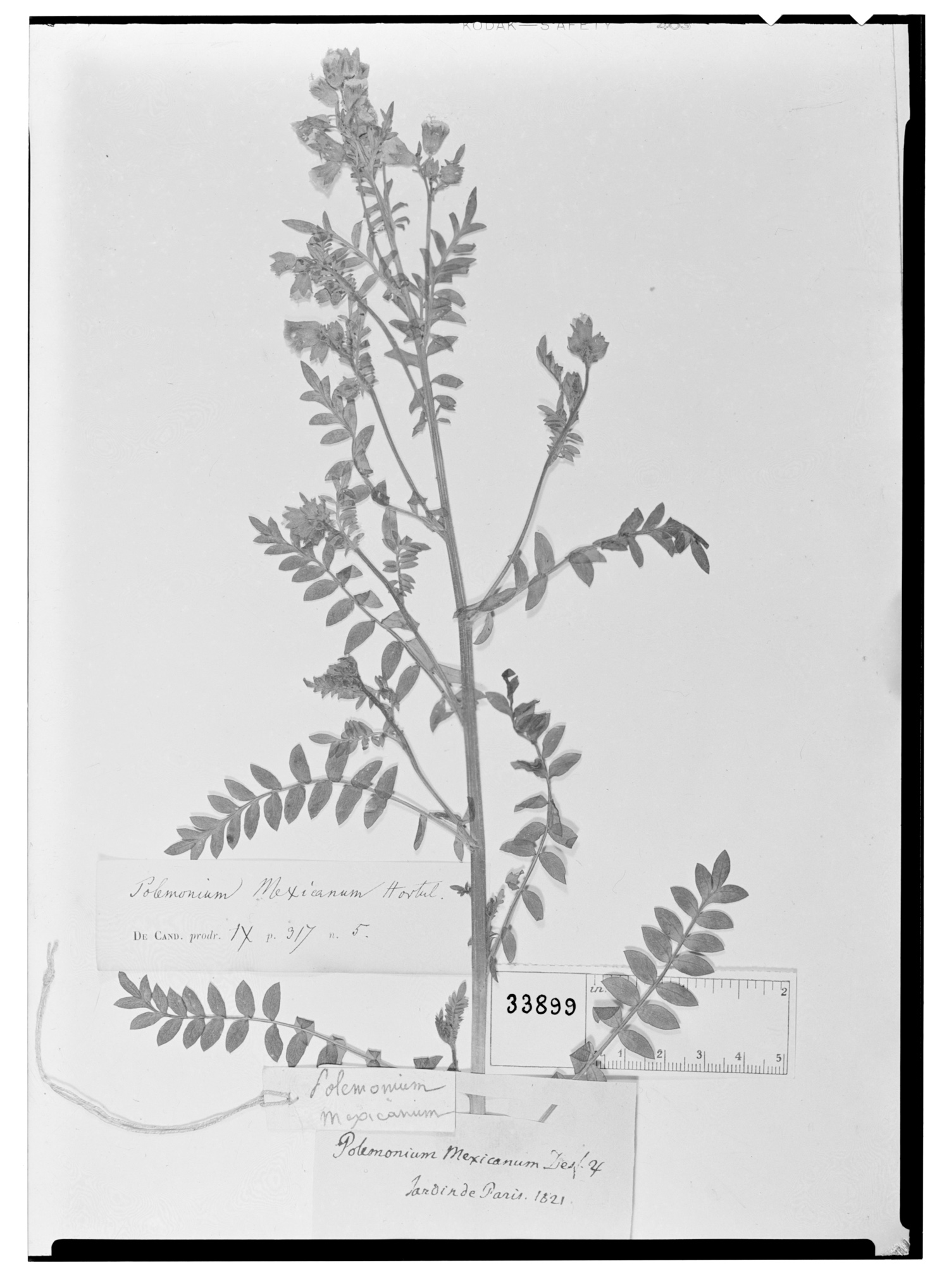 Polemonium mexicanum image