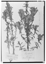 Lamourouxia tenuifolia image