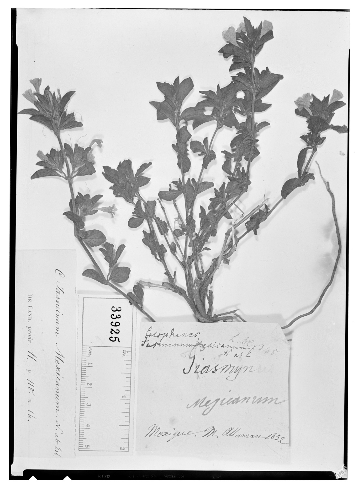 Dyschoriste microphylla image