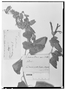 Salvia pubescens image