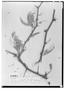 Prosopis fruticosa image