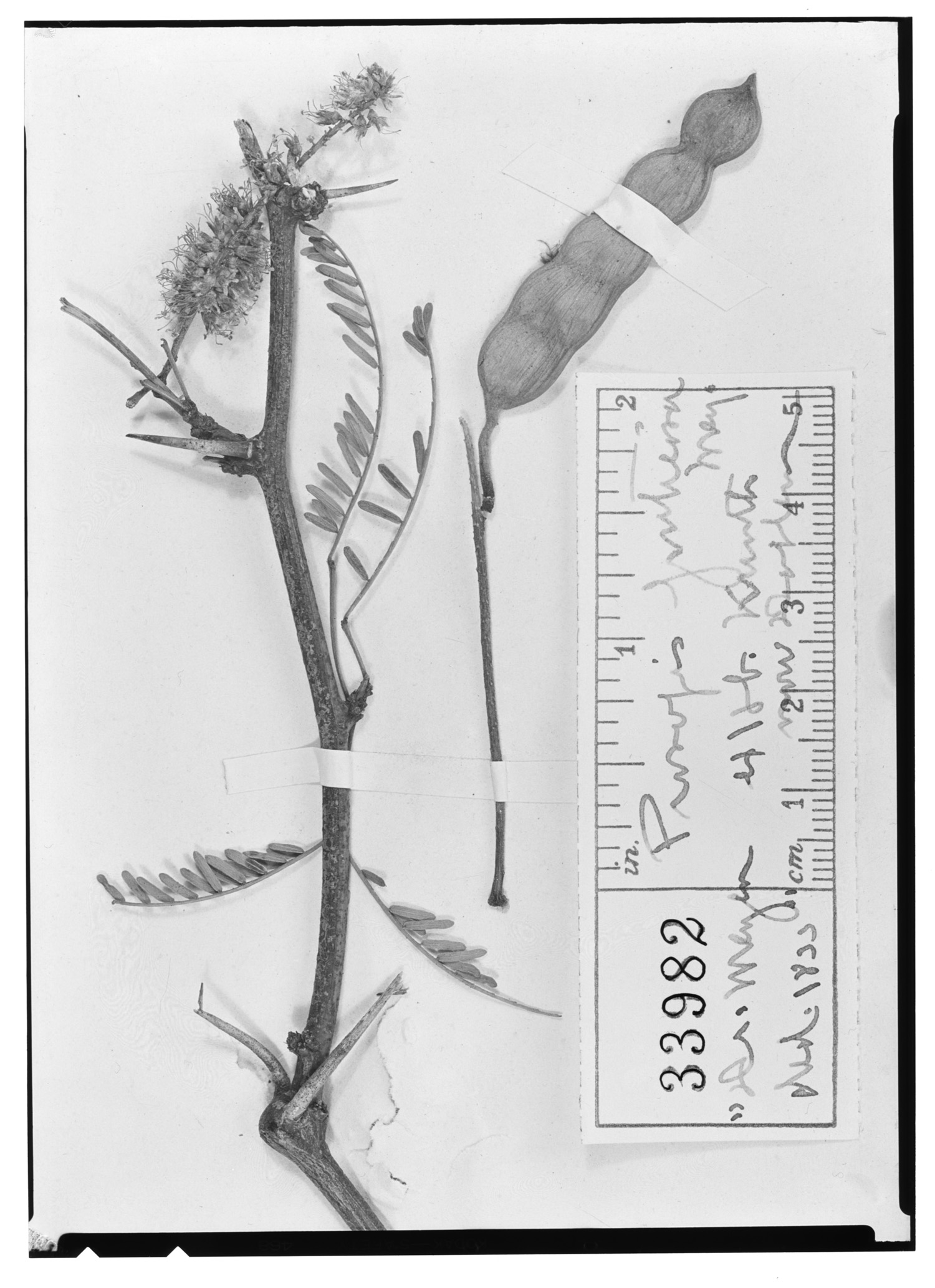 Prosopis fruticosa image