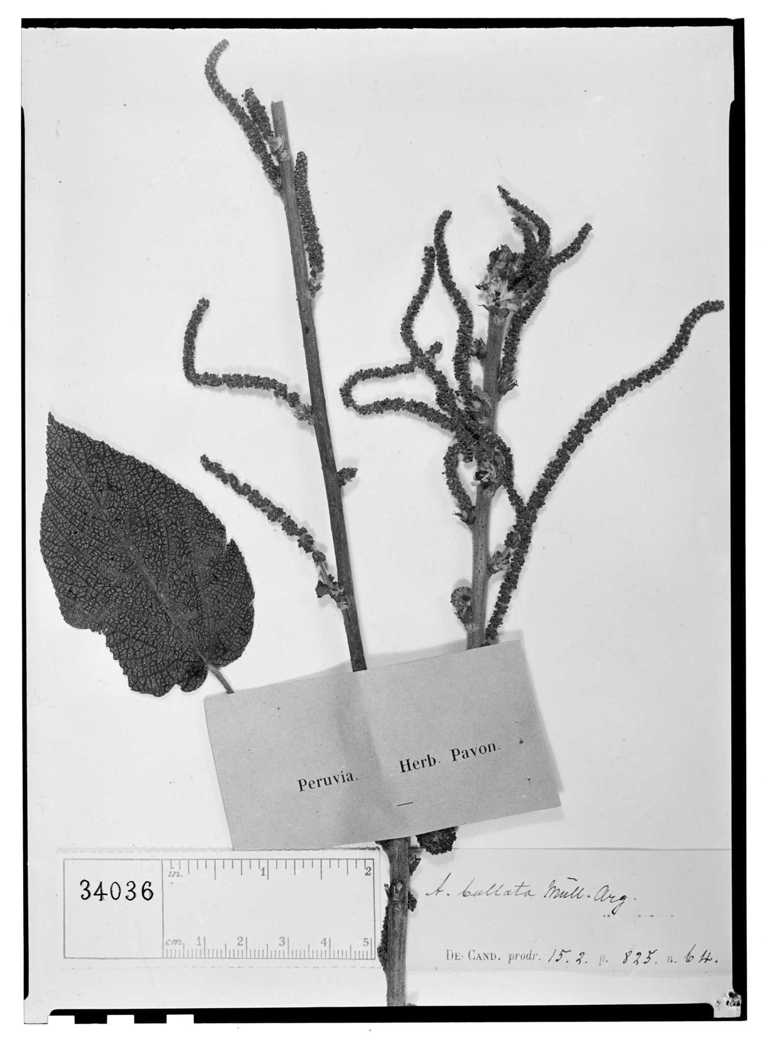Acalypha bullata image
