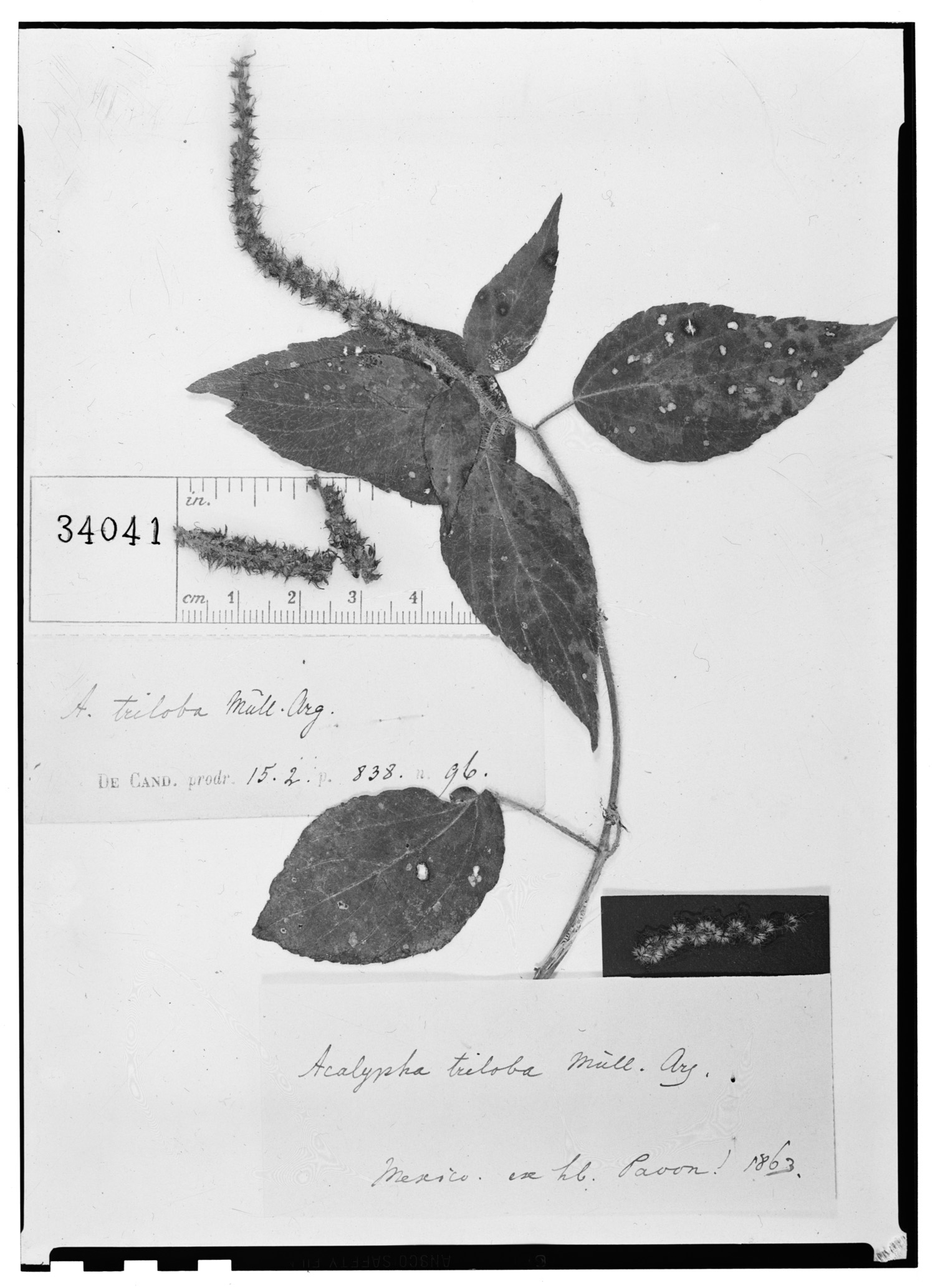 Acalypha triloba image