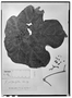 Jatropha peltata image
