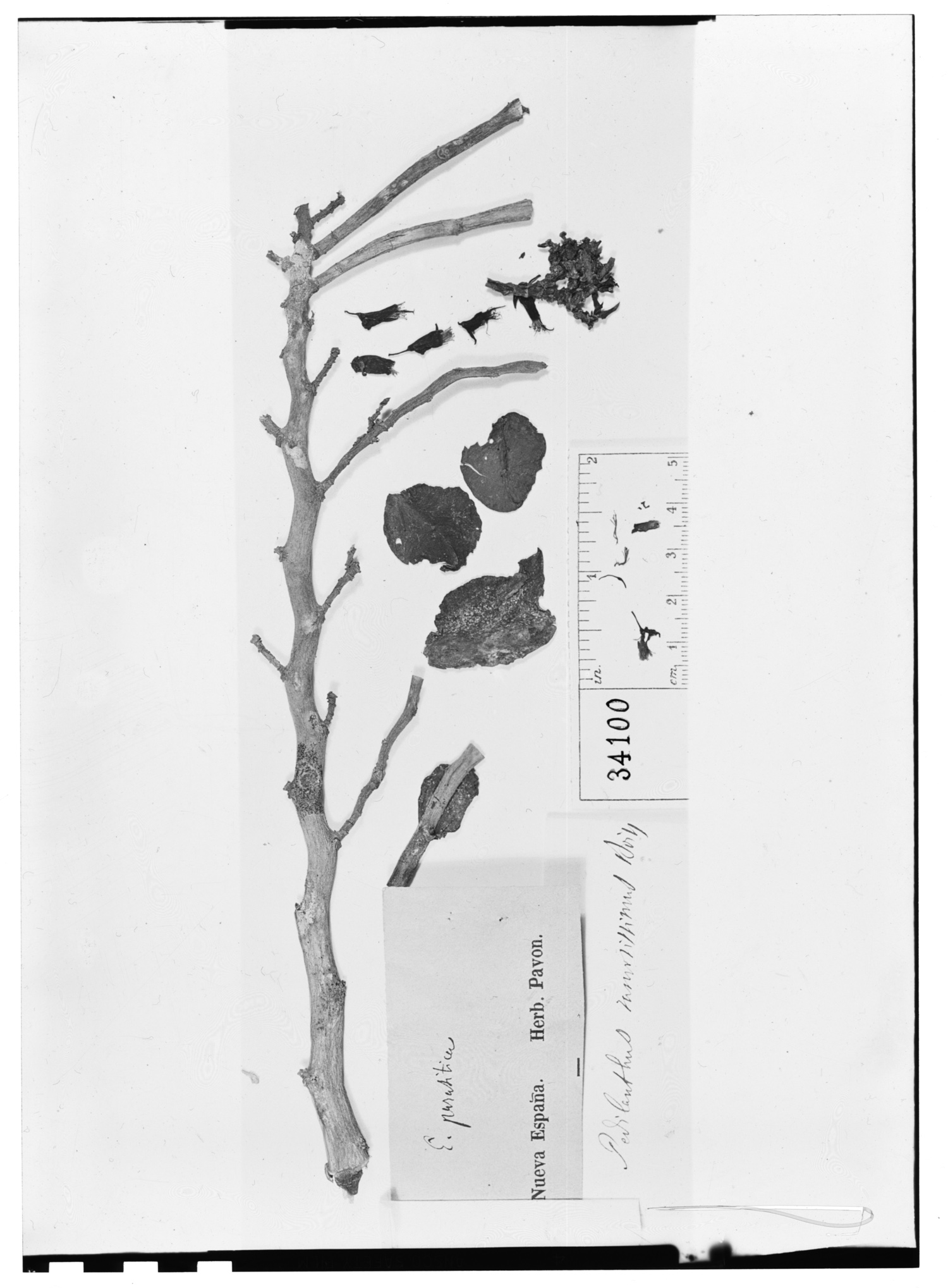Euphorbia tithymaloides subsp. parasitica image