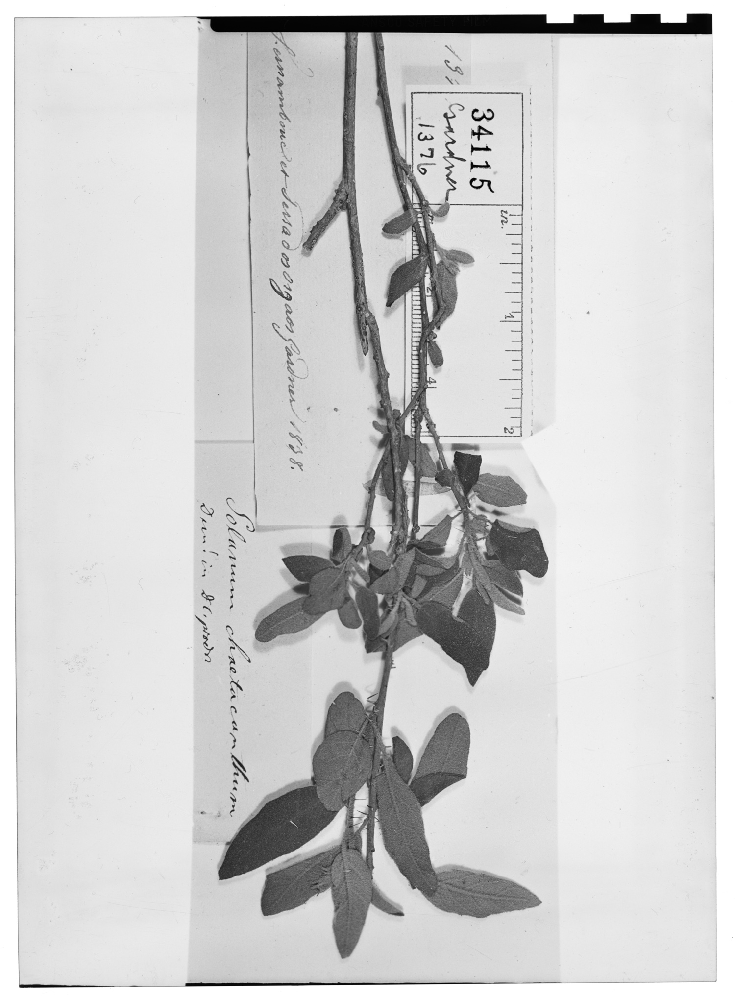 Solanum gardneri image