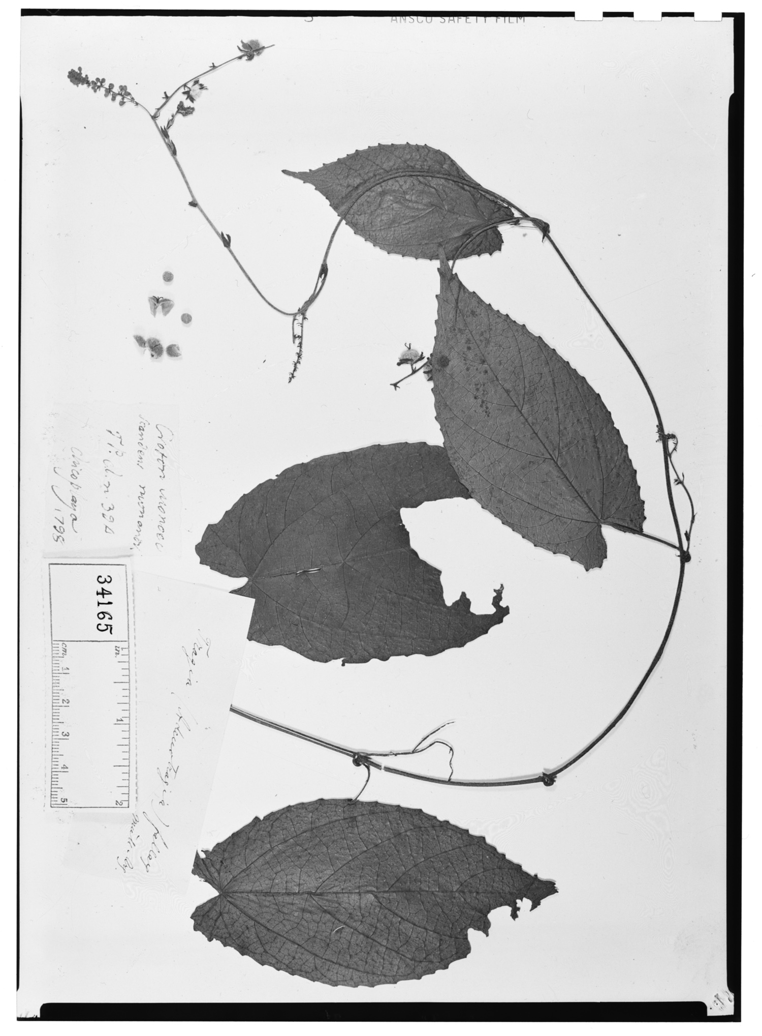 Tragia fallax image