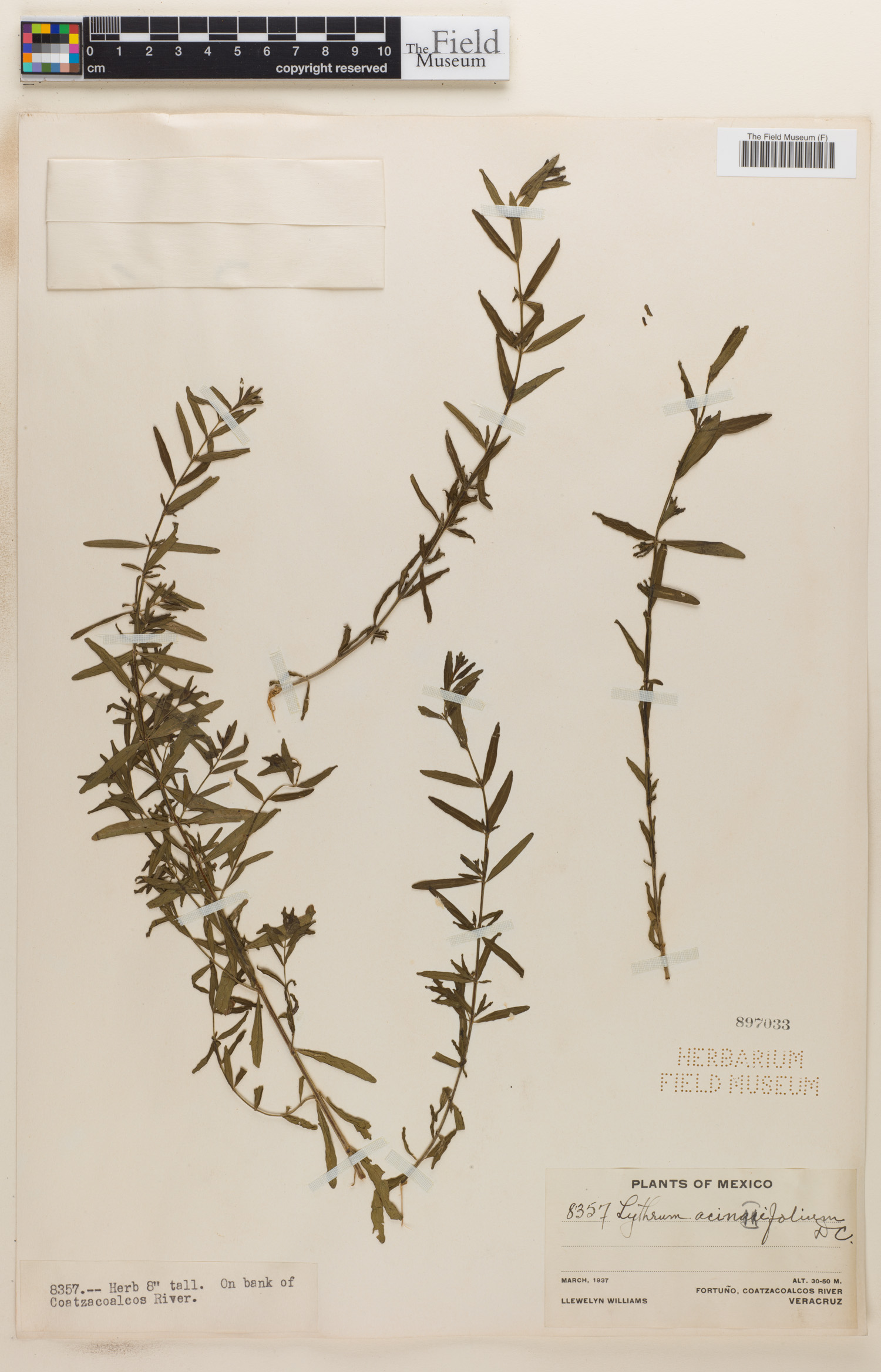 Lythrum acinifolium image