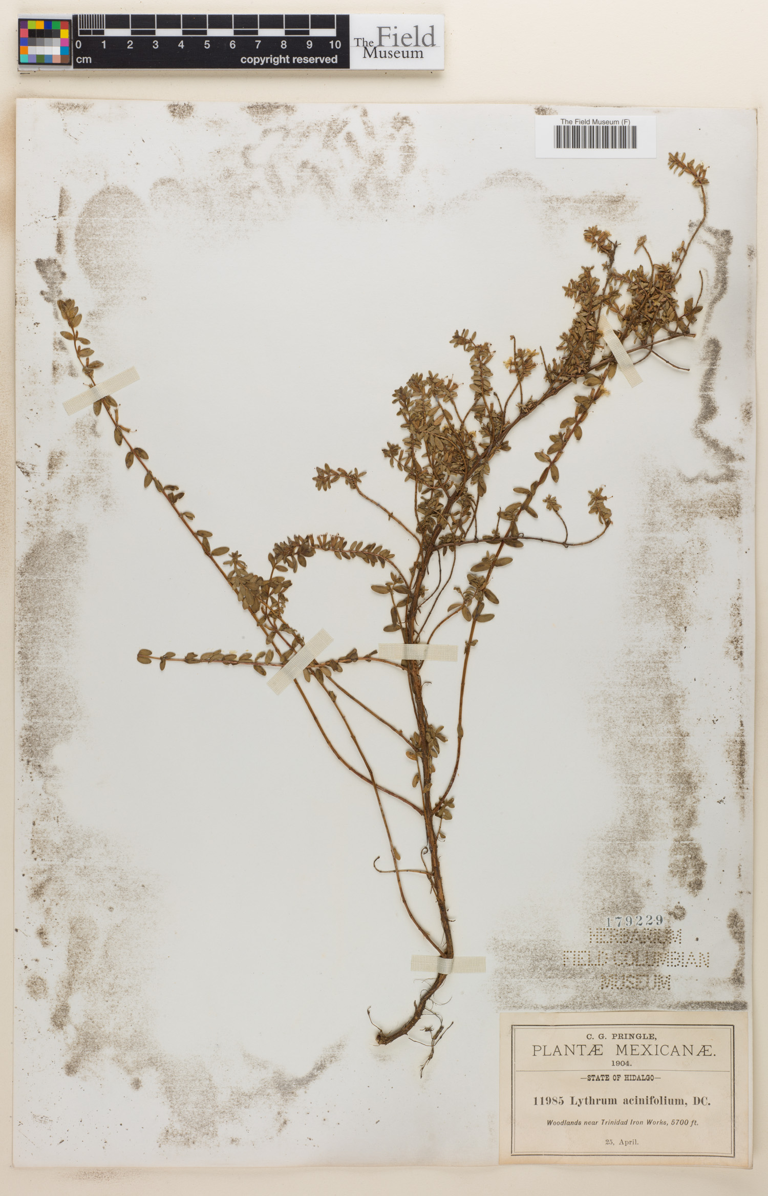 Lythrum acinifolium image