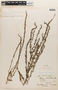 Lythrum alatum subsp. lanceolatum image
