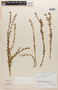 Lythrum alatum subsp. lanceolatum image