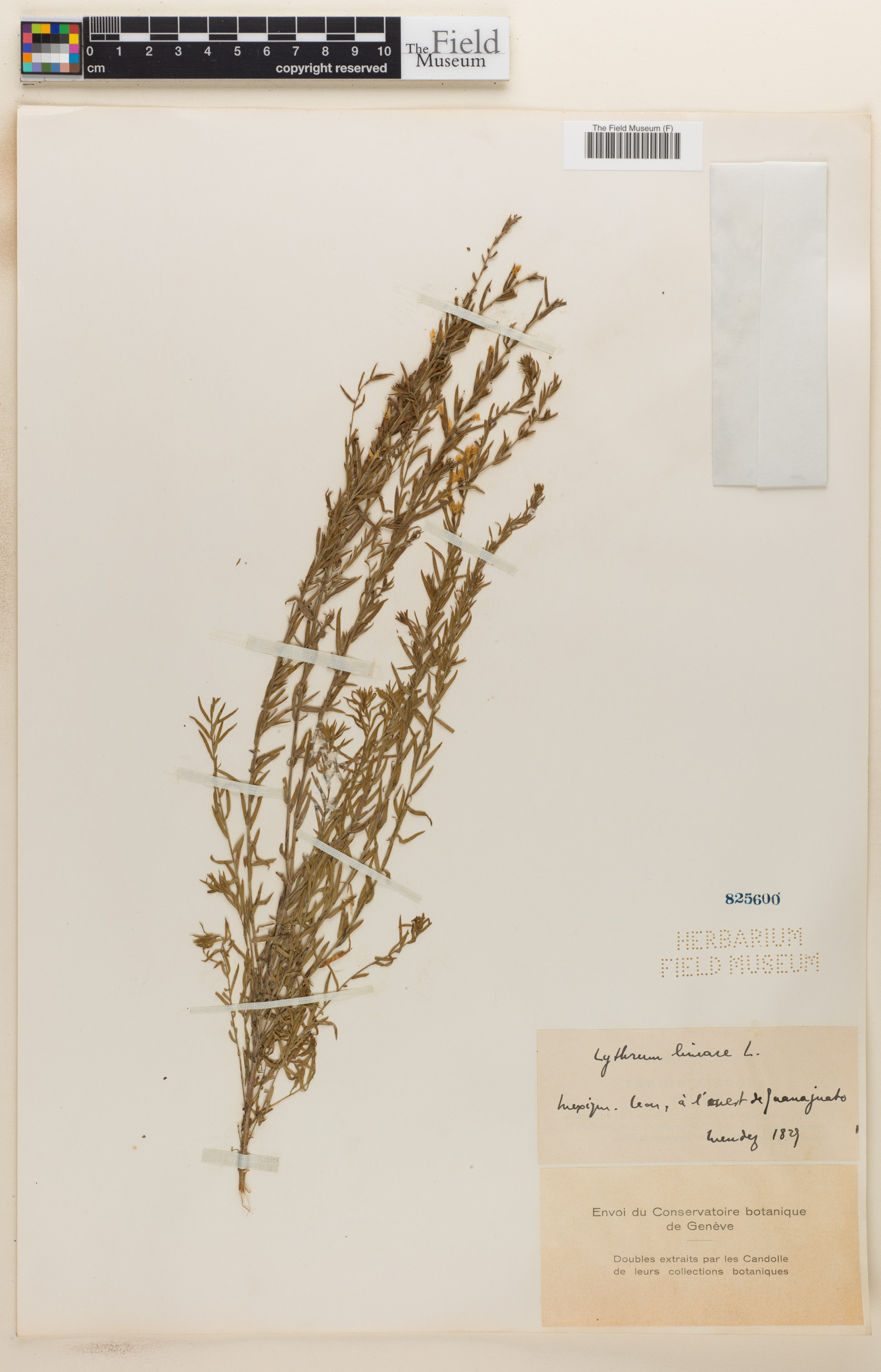 Lythrum lineare image