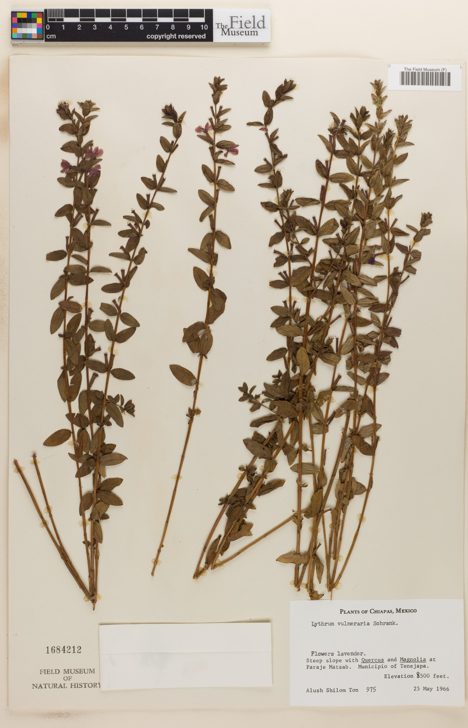 Lythrum vulneraria image