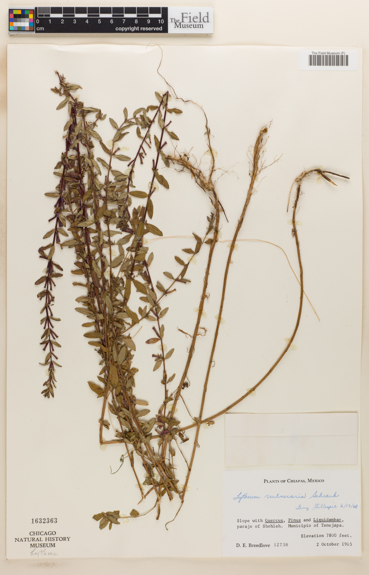 Lythrum vulneraria image