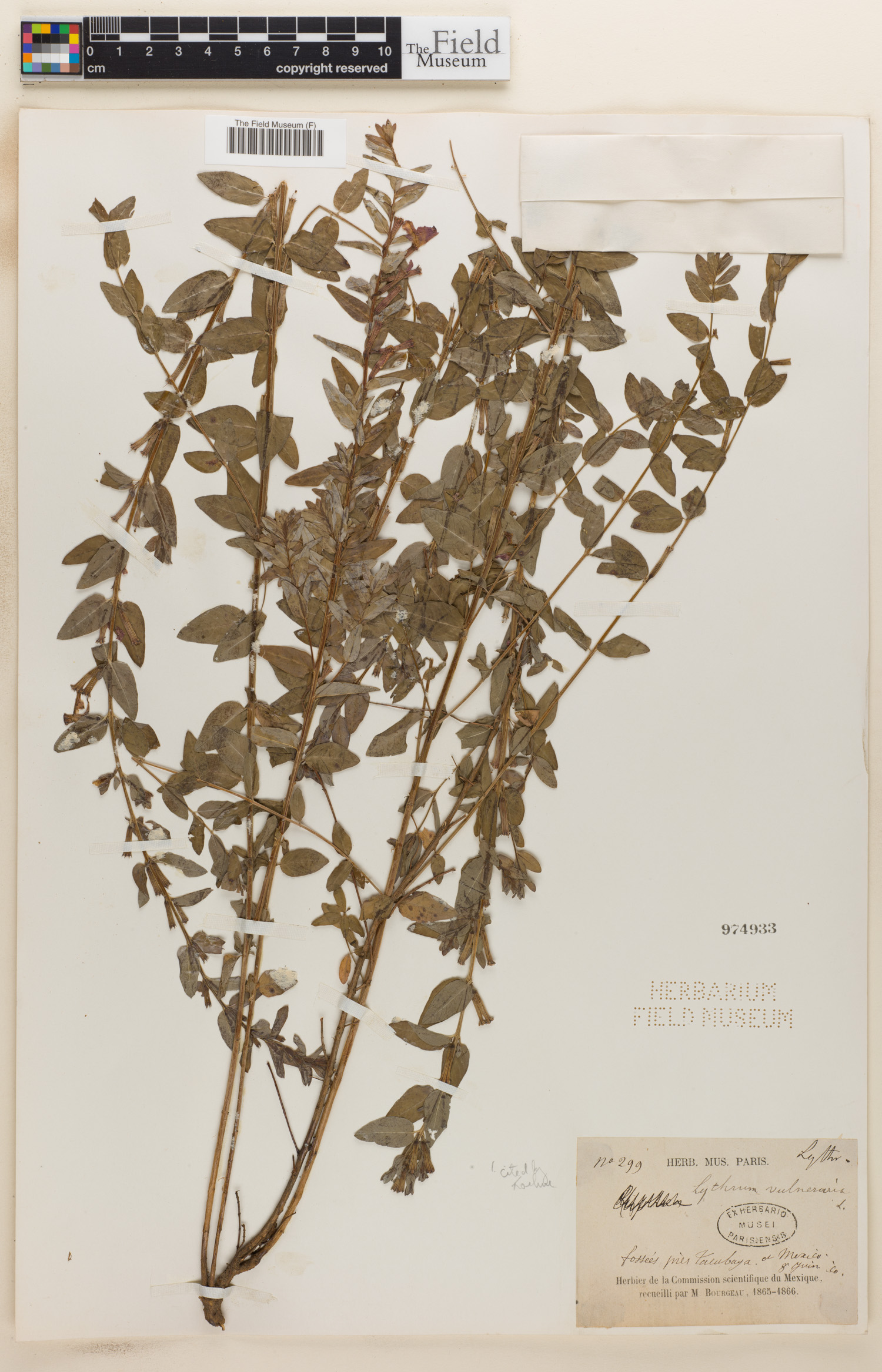 Lythrum vulneraria image
