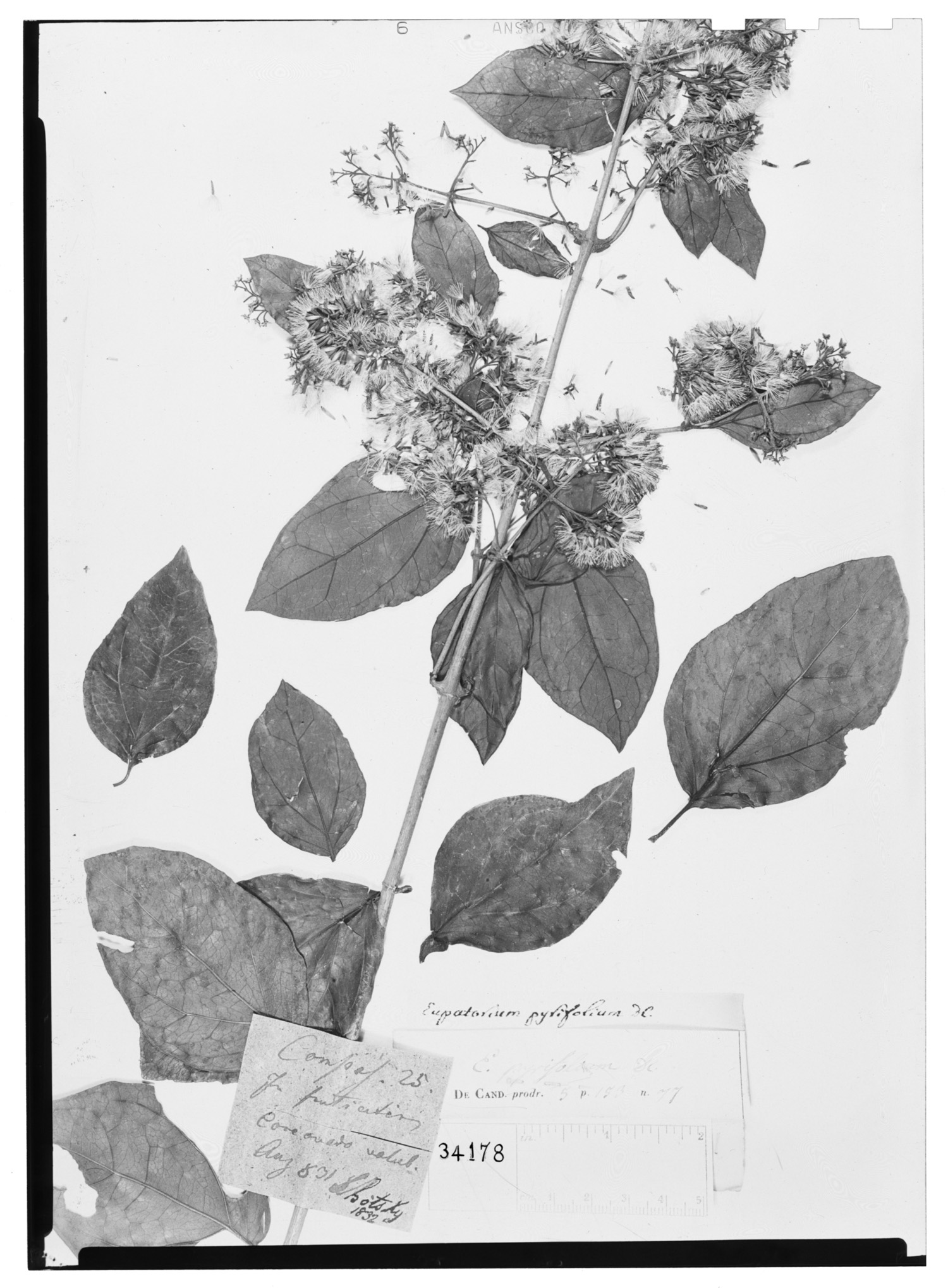 Steyermarkina pyrifolia image