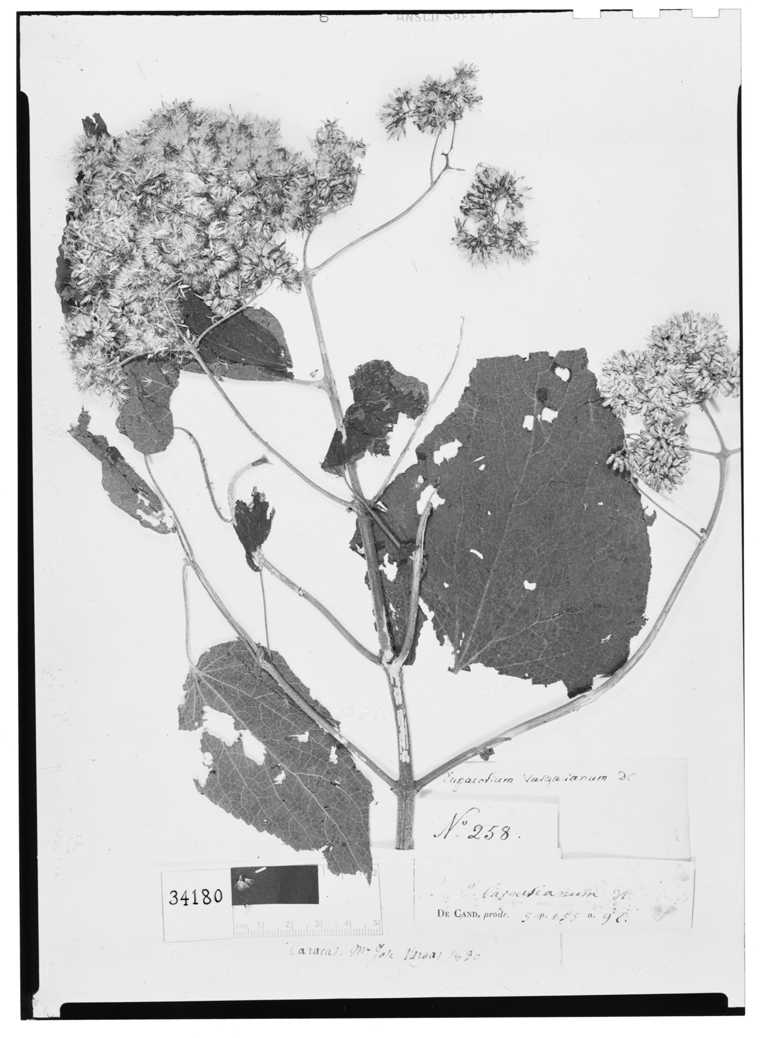 Critoniella vargasiana image