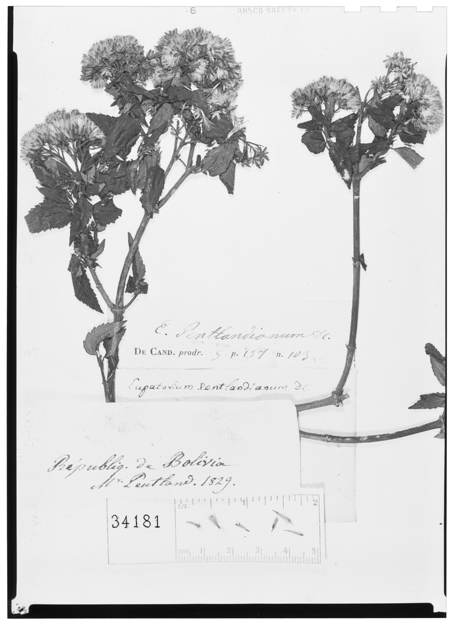 Ageratina pentlandiana image