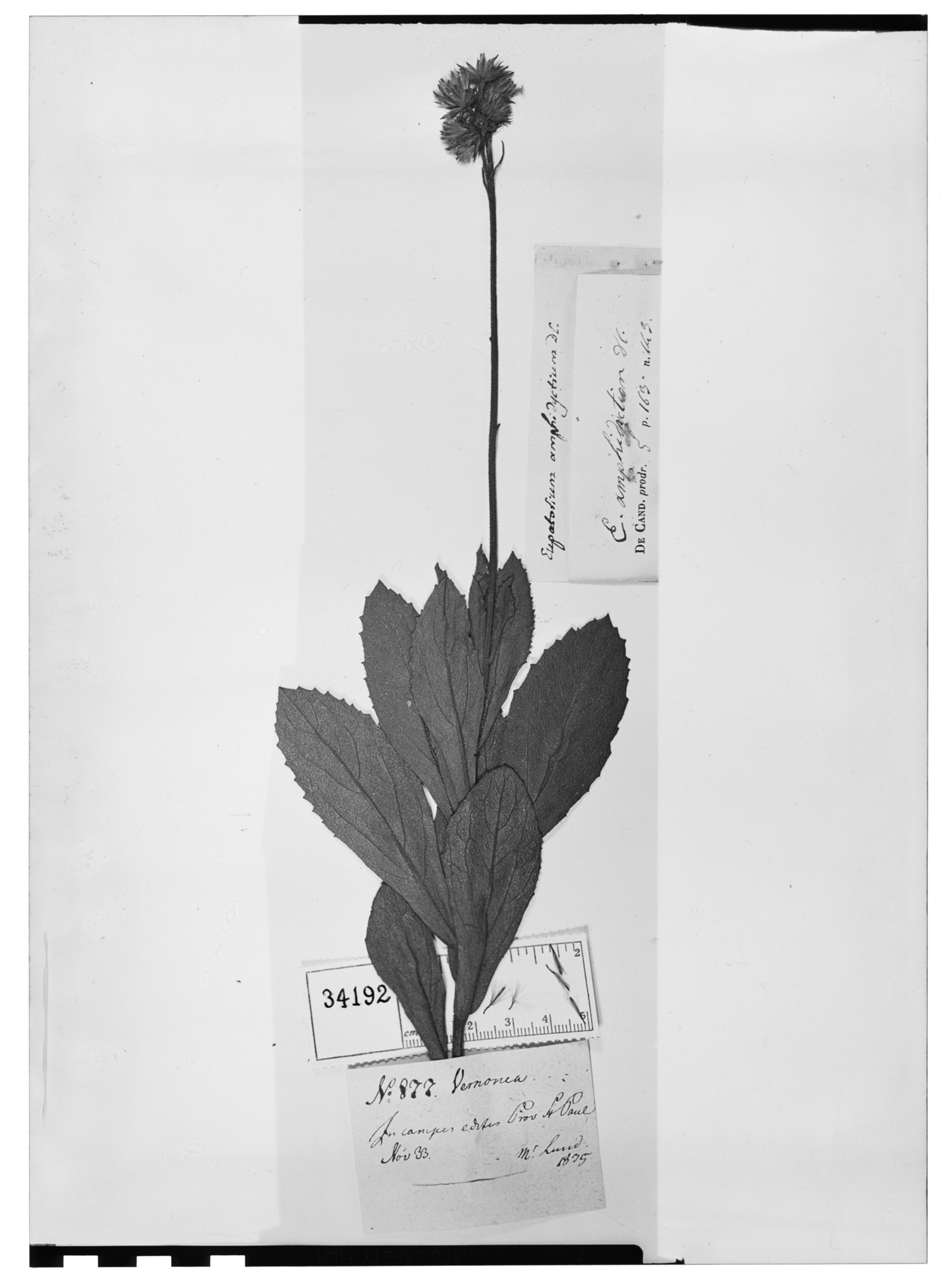 Heterocondylus amphidictyus image