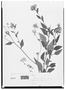 Trichogoniopsis adenantha image