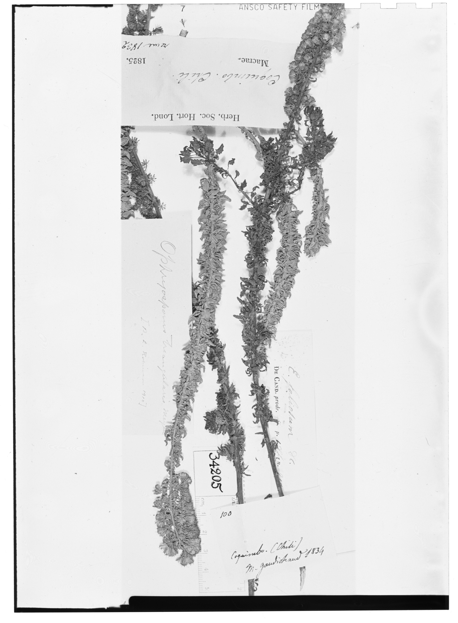 Eupatorium foliolosum image