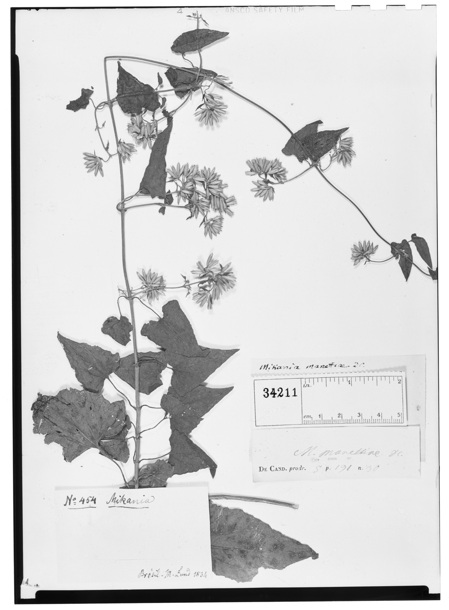 Mikania stipulacea image
