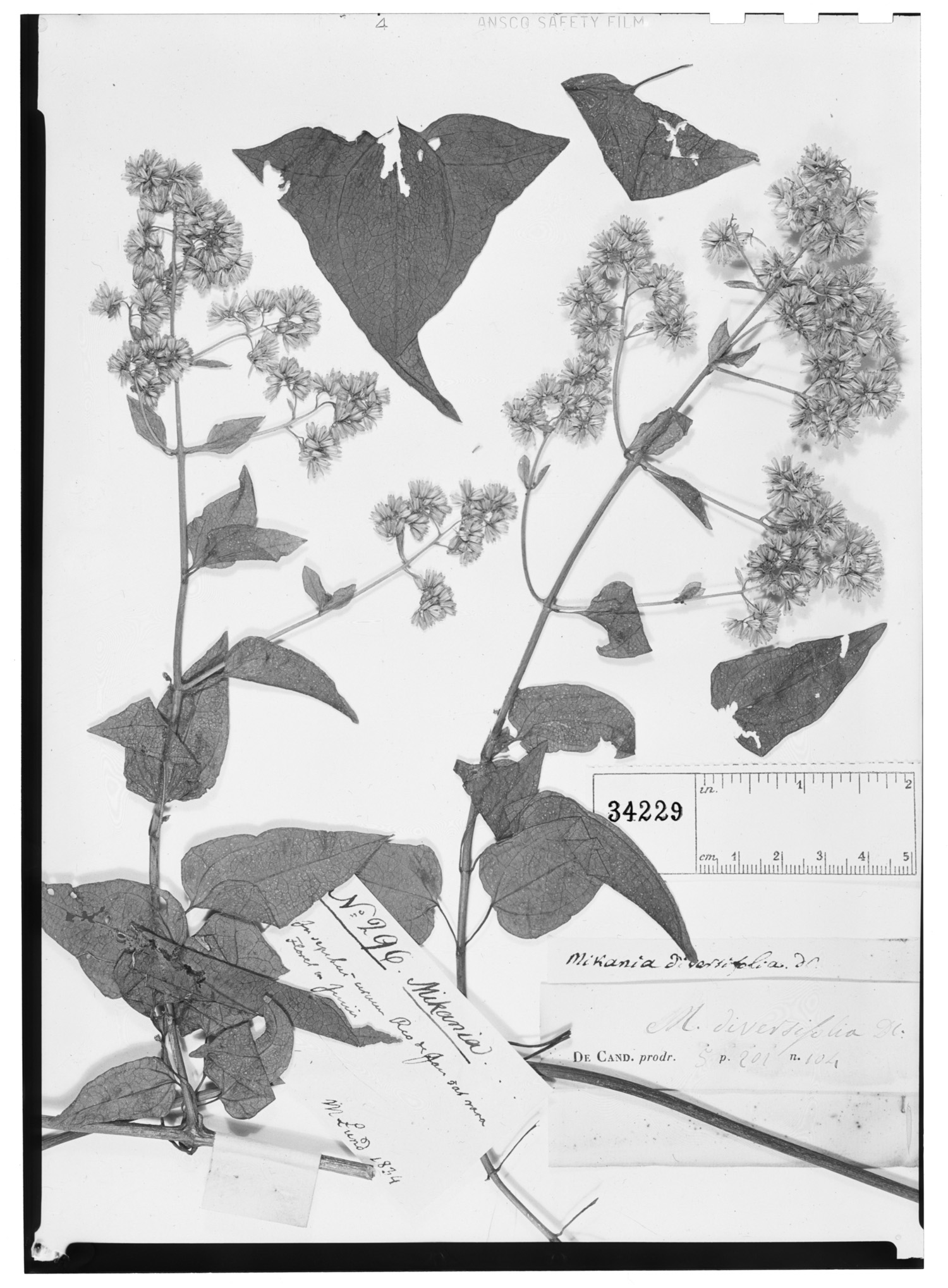 Mikania diversifolia image