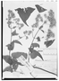 Mikania diversifolia image