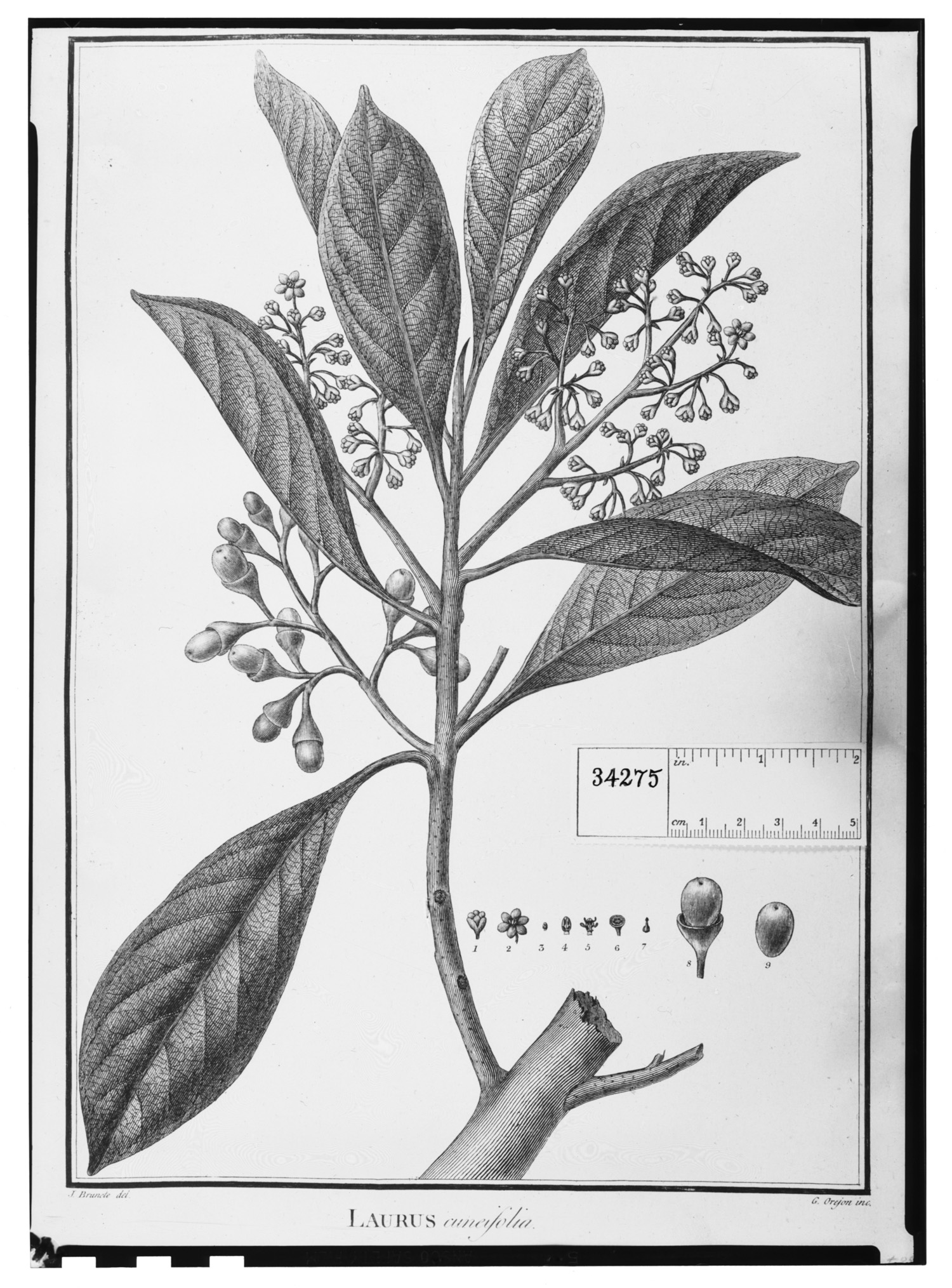 Laurus cuneifolia image
