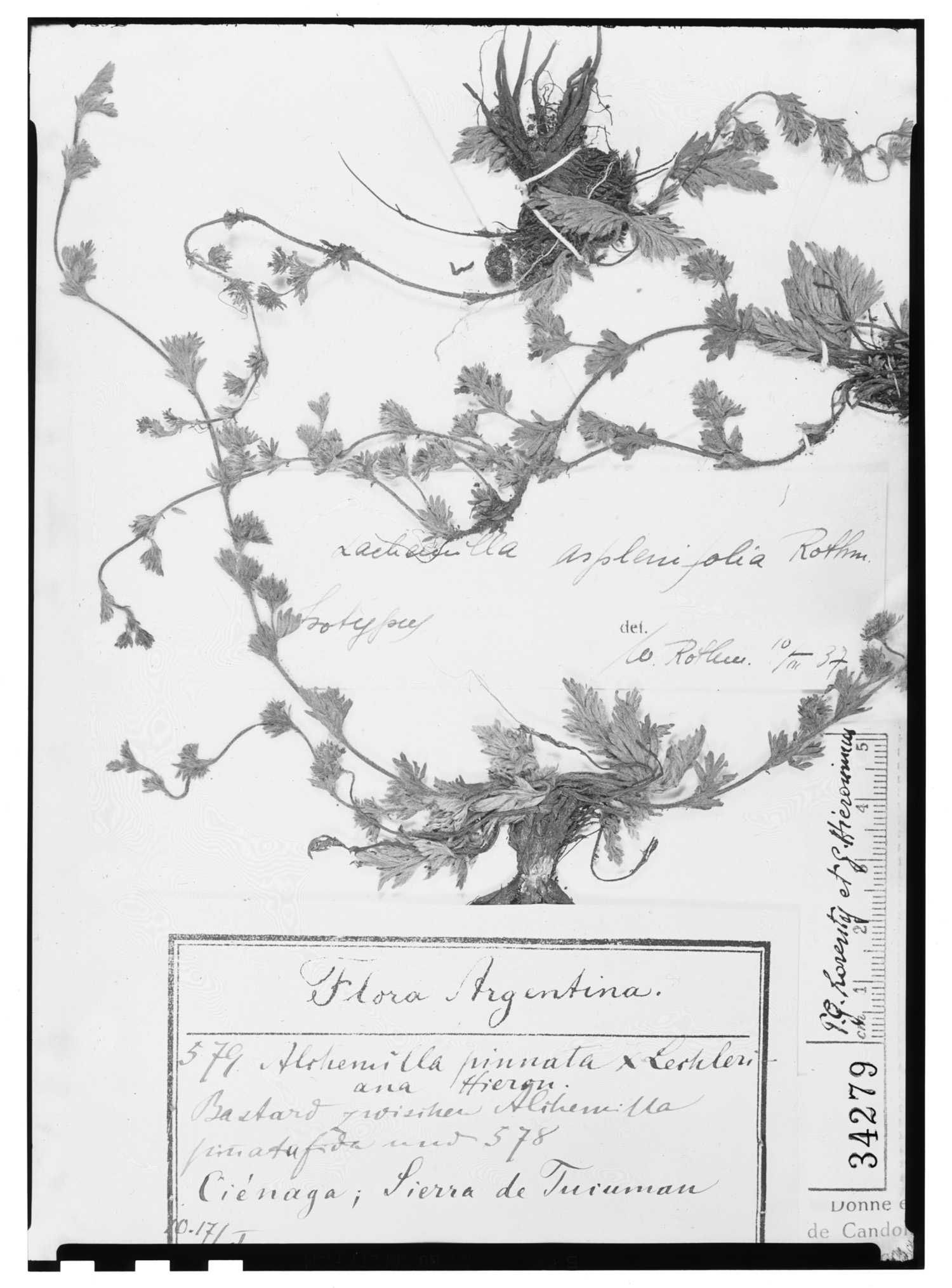 Lachemilla aspleniifolia image