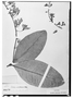 Petrea nitidula image