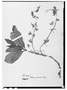 Petrea pubescens image