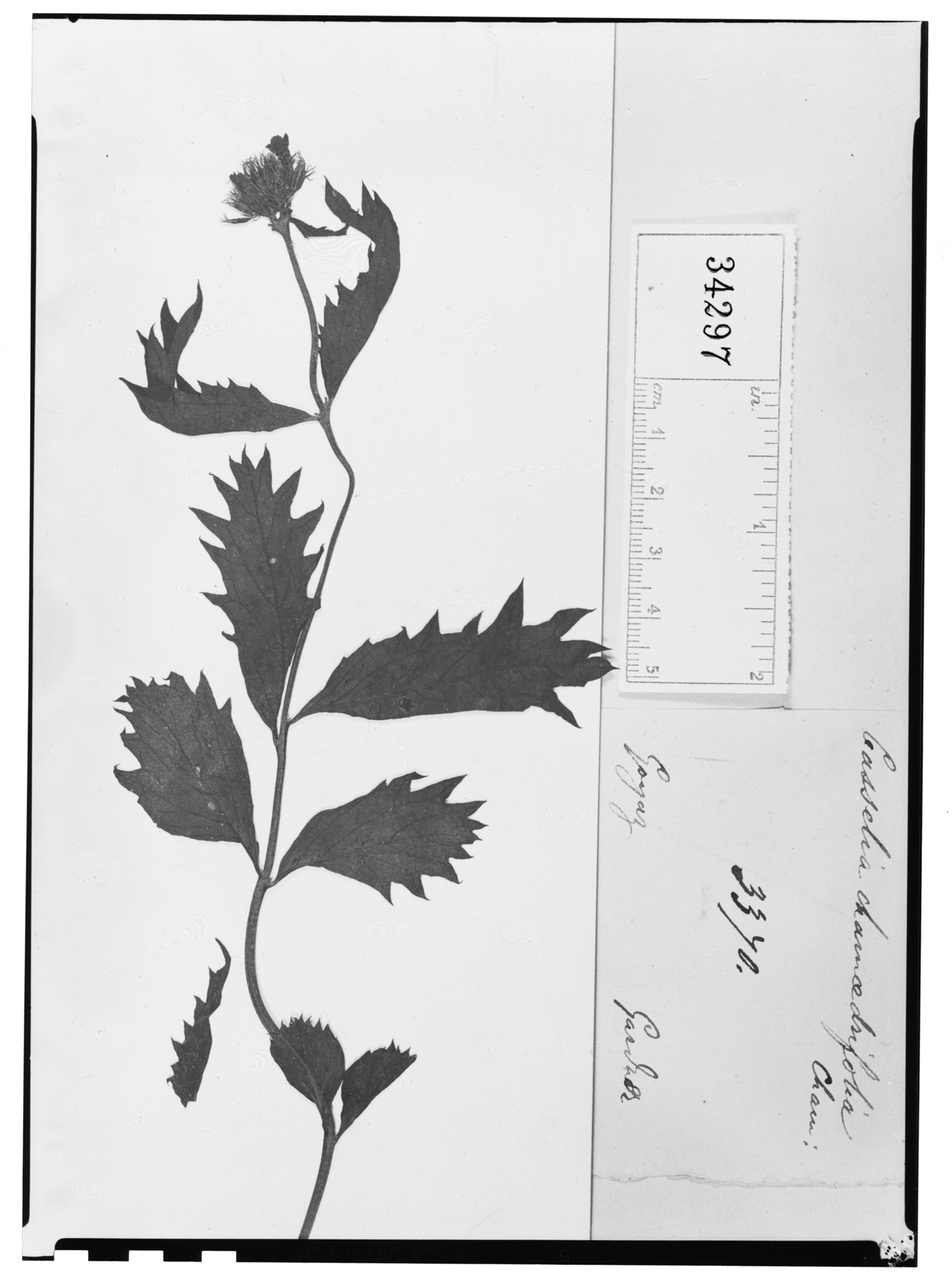 Casselia confertiflora var. laciniata image