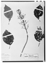 Cornutia grandifolia image