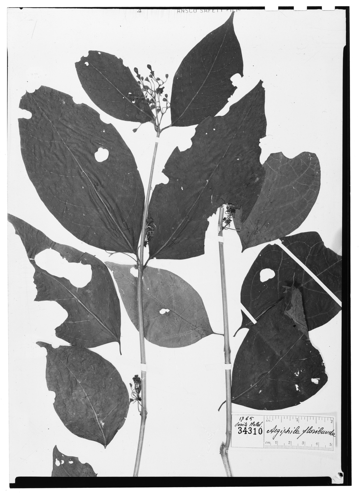 Aegiphila floribunda image