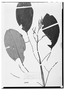 Citharexylum macrophyllum image