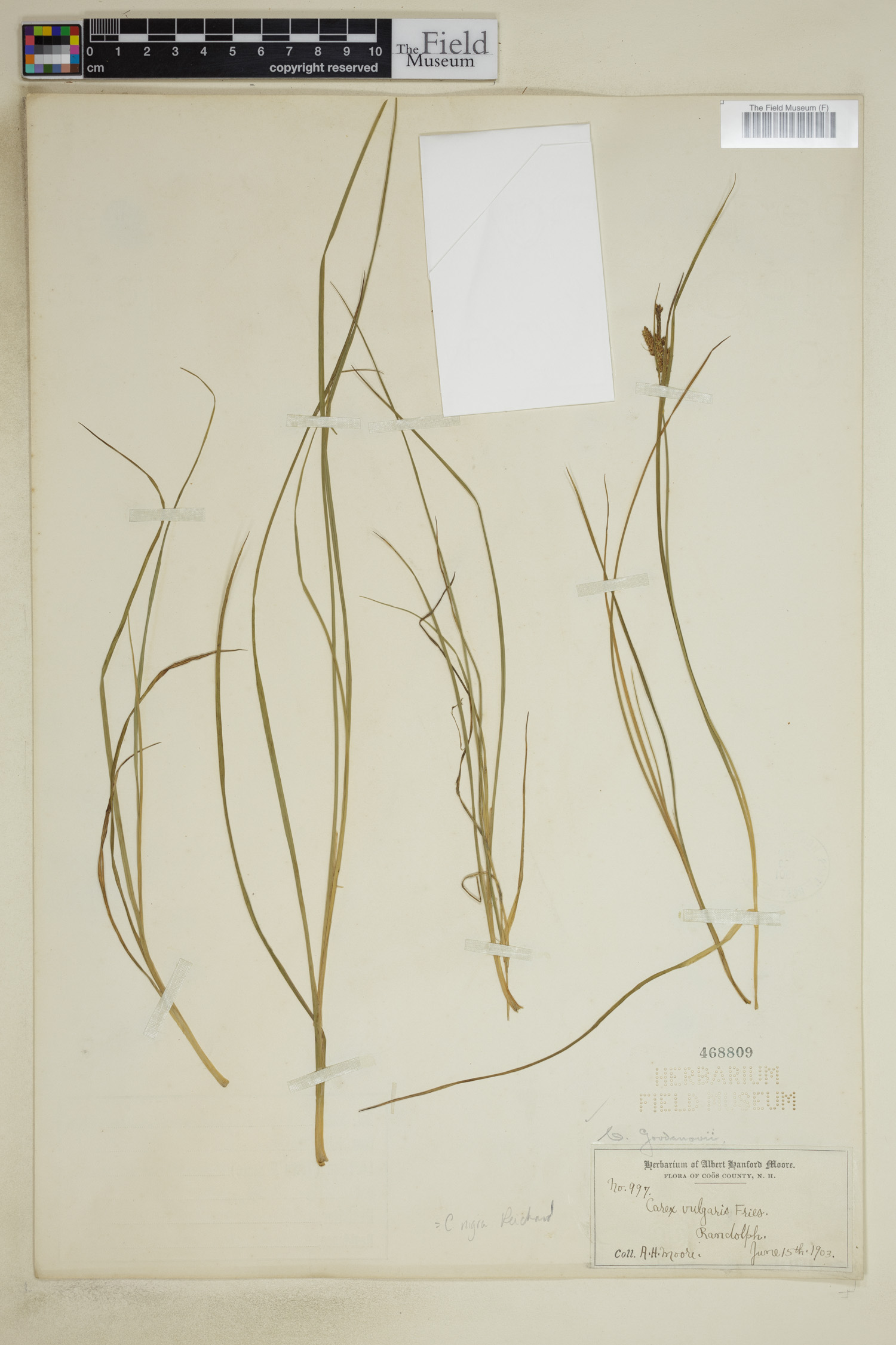 Carex nigra image