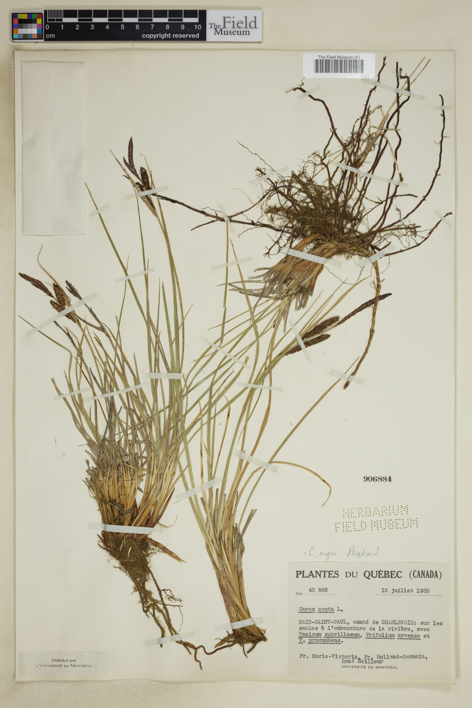 Carex nigra image