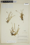 Carex nigricans image