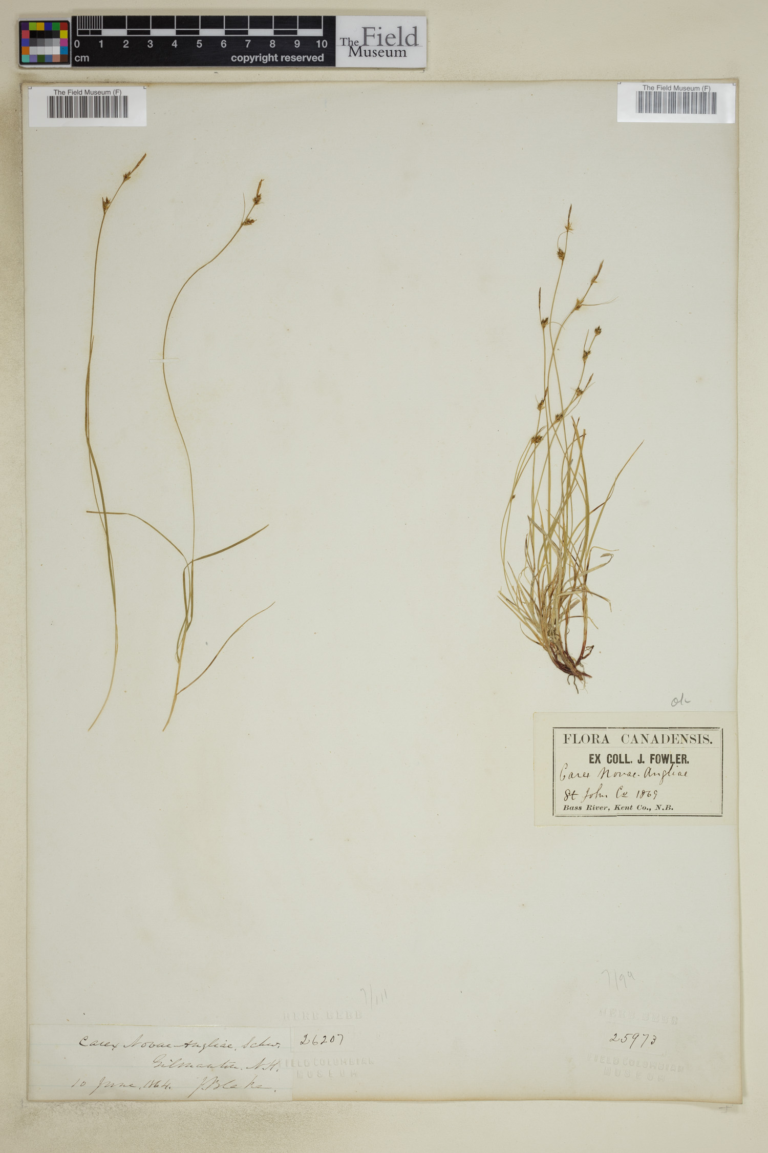 Carex novae-angliae image