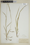 Carex oxylepis image